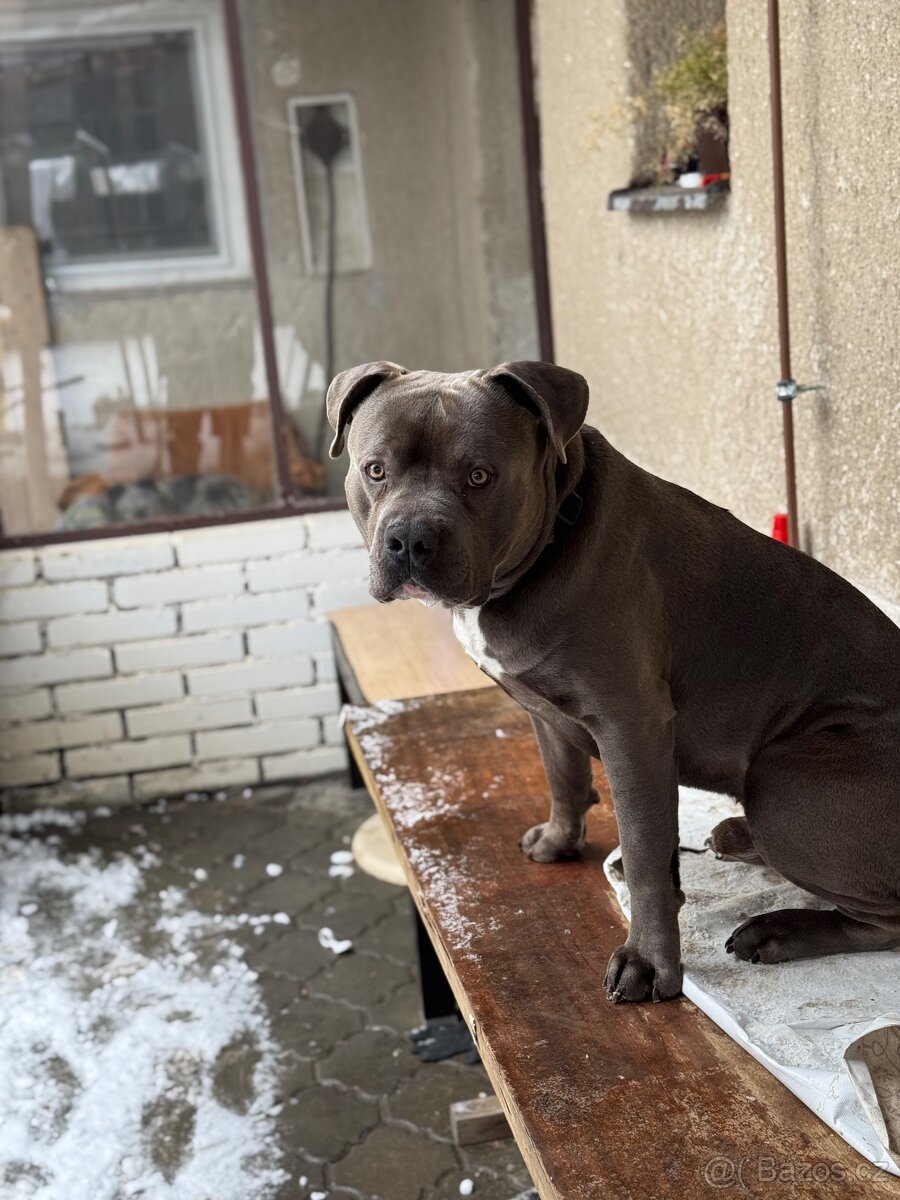 American Bully xl - 2