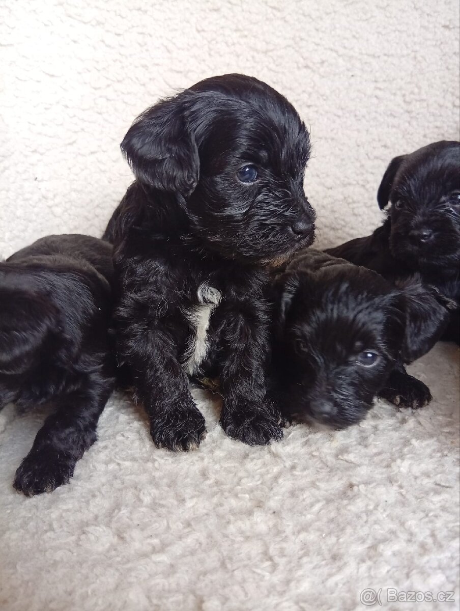 Štěňátka Yorkiepoo - 2