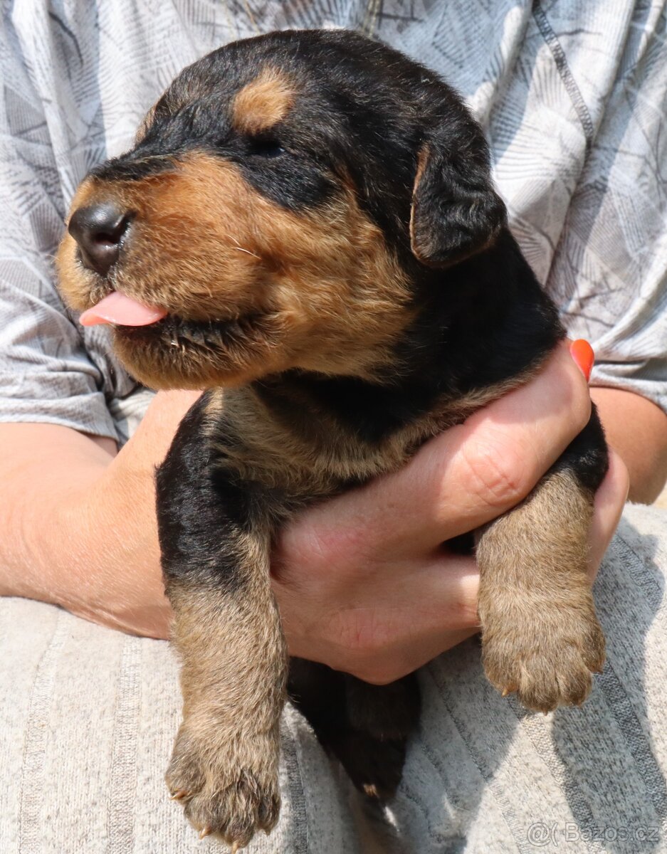 Prodám štěňata airedale terrier ( erdelterrier ) - 2