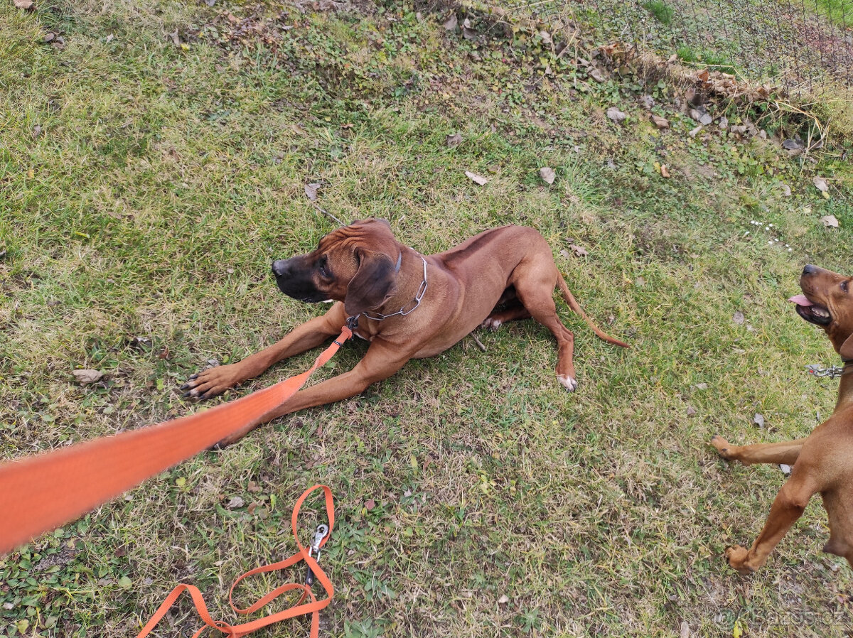Rhodesky Ridgeback - 2