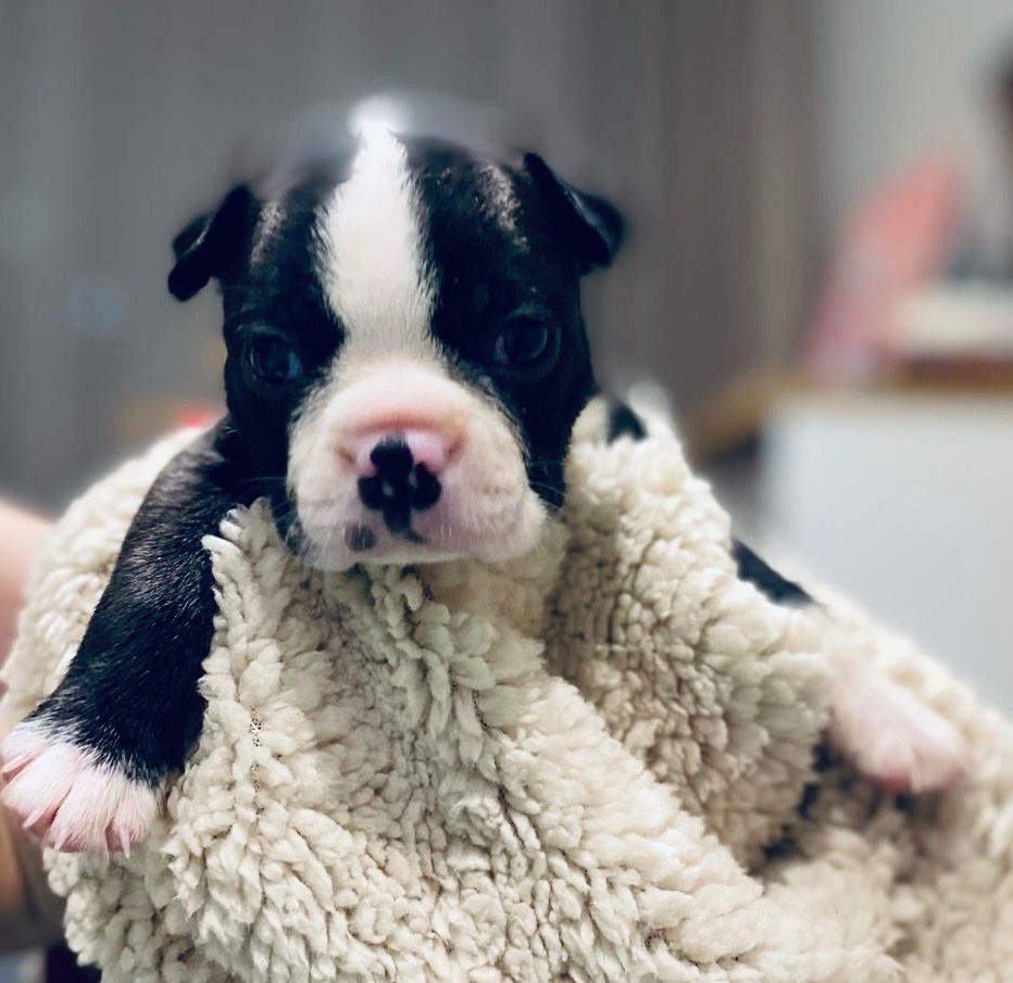 Bostonský teriér bez PP - 2