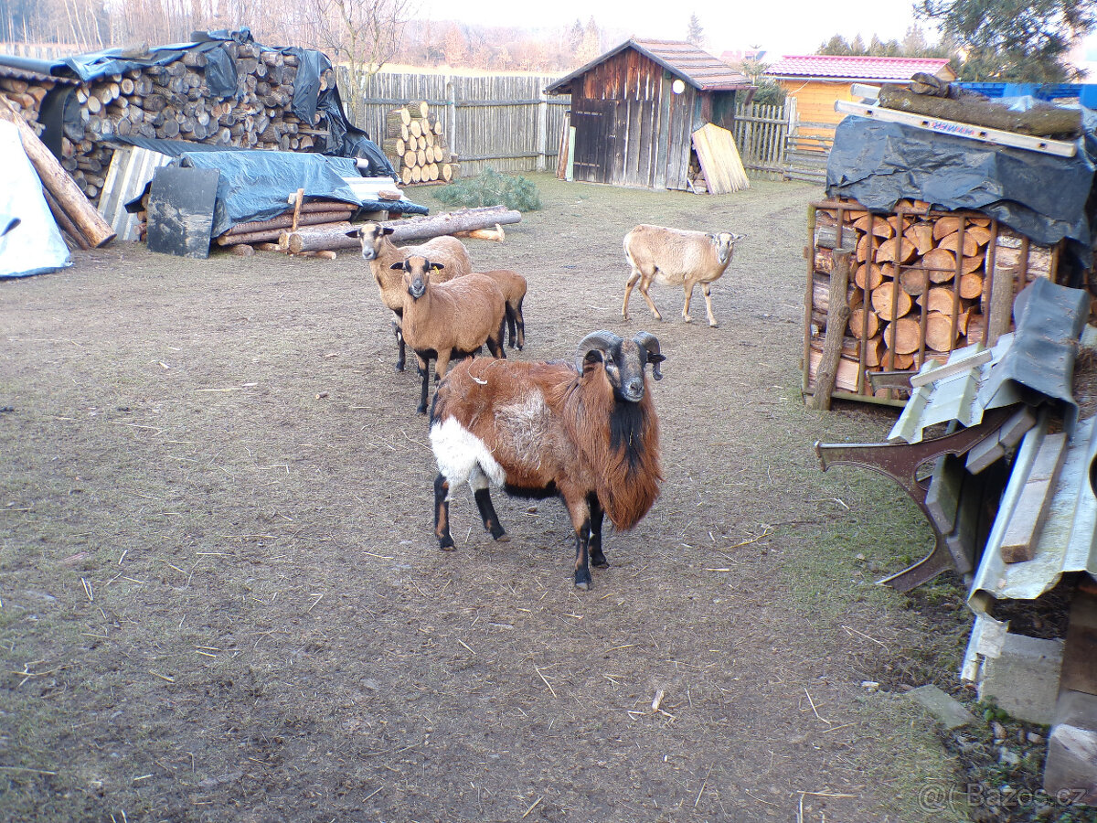 Kamerunský beran - 2