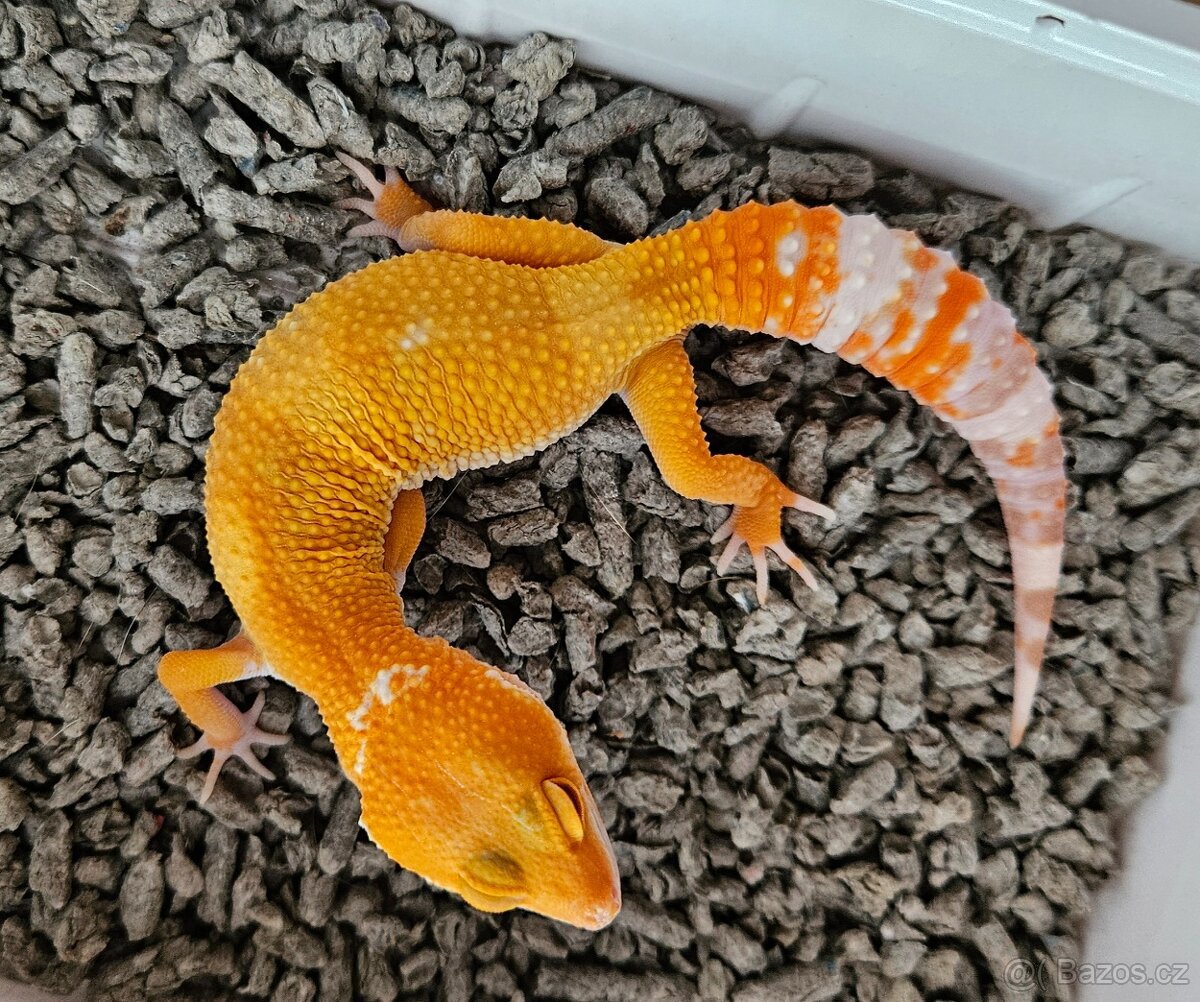 Gekončík noční - 2