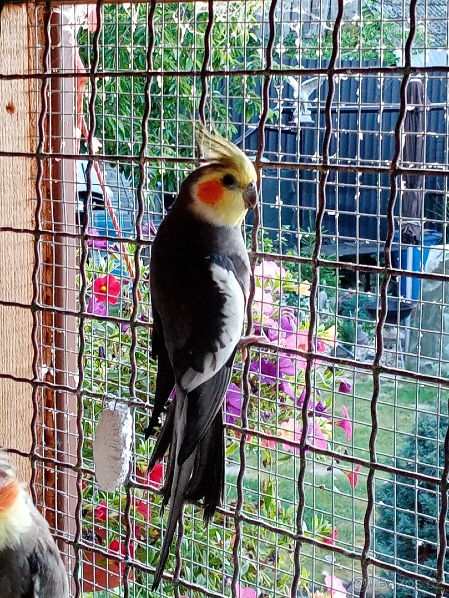 Korela chocholatá prodám - 2