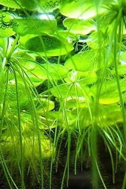 Rostlinka Limnobium laevigatum - prodej - 2