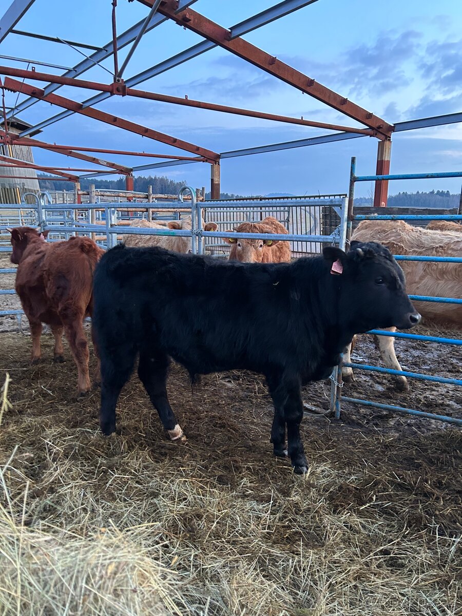 Prodám zástavové býky - 2