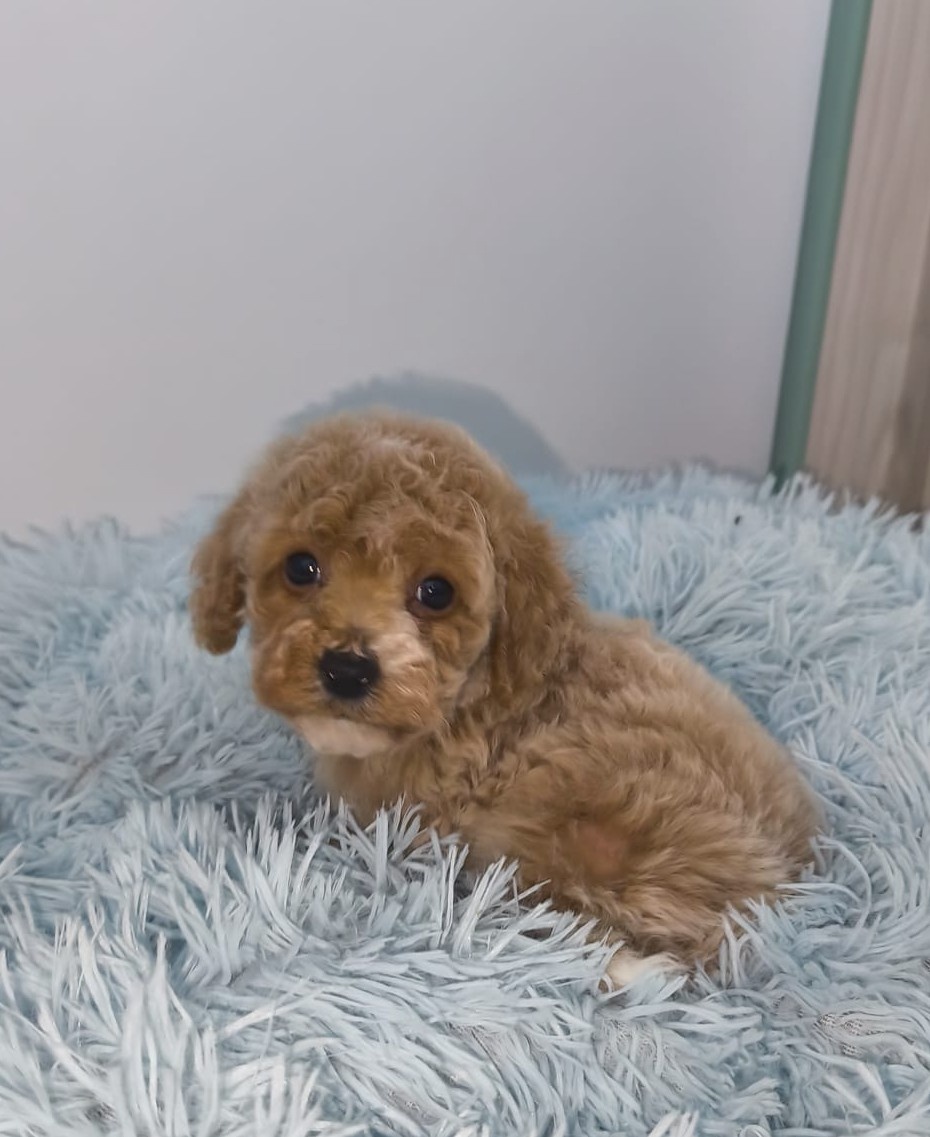 Pudl-toy/trpasličí - 2