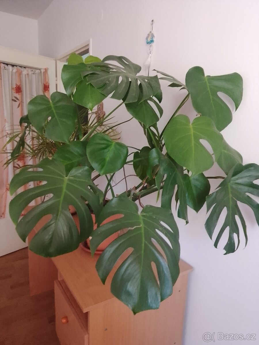 Pokojovka Monstera - 2