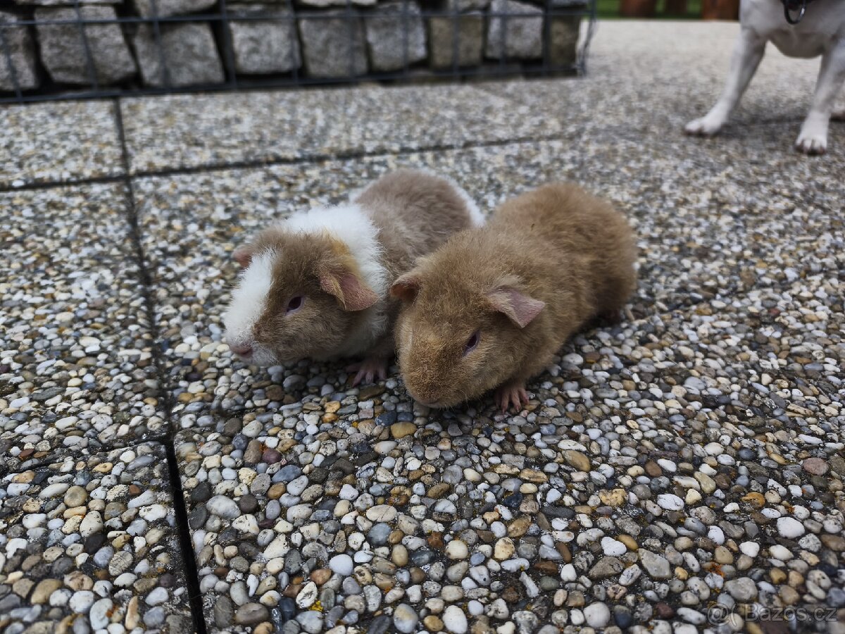 Samečci US teddy - 2