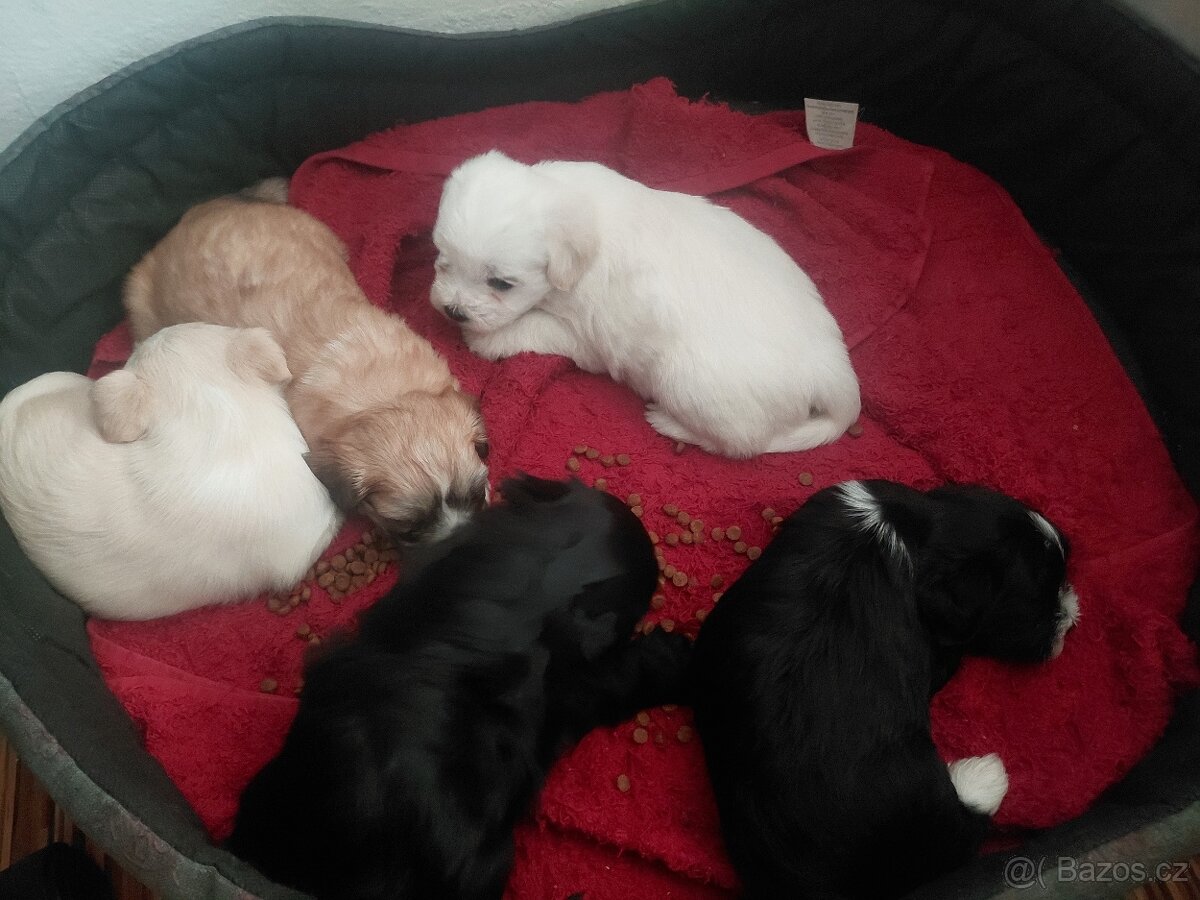 Štěňata bišona na prodej - 2
