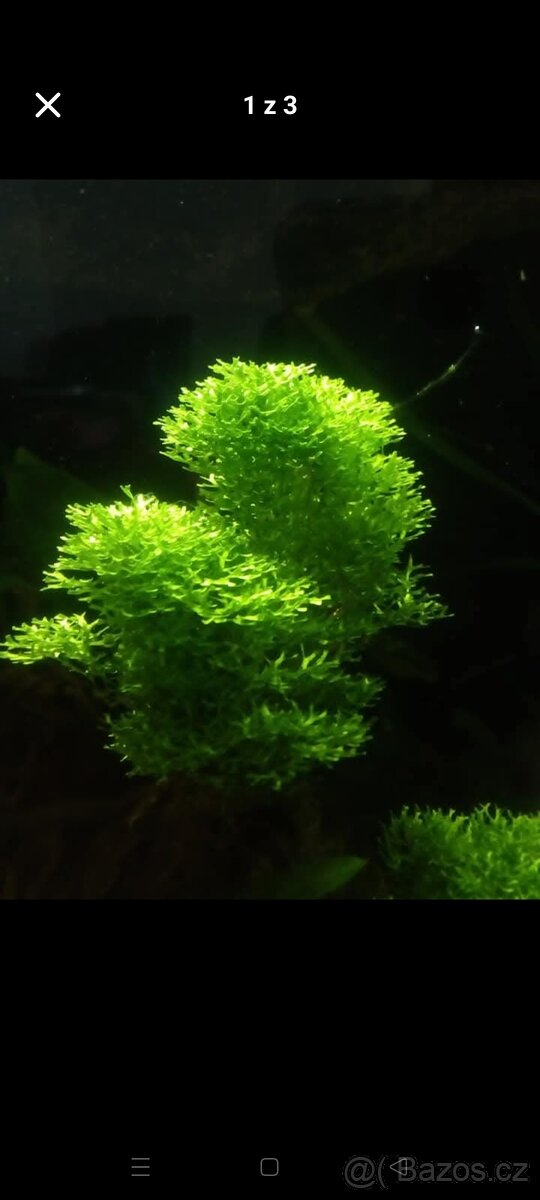 Prodám akvarijni rostliny Riccia - 2