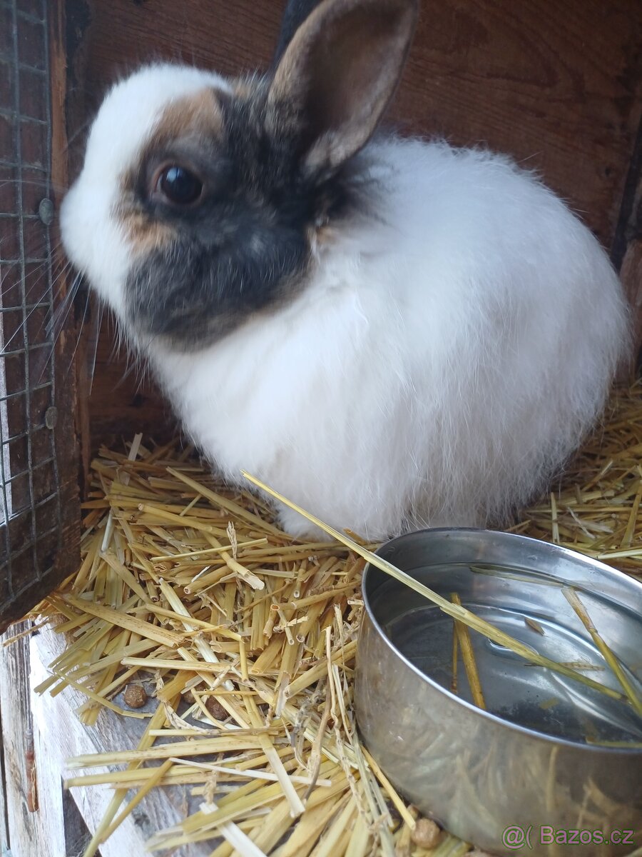 Zakrslý králík - 2