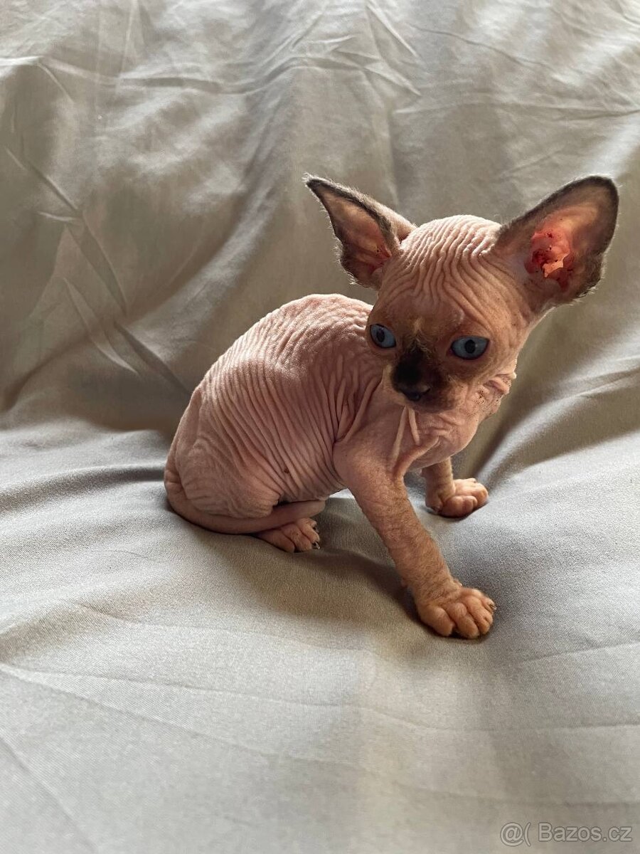 Koťata Sphynx - 2