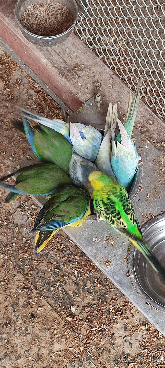 Neoféma tyrkysová - 2