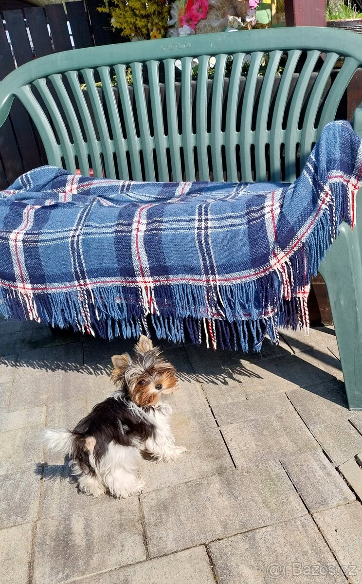 Jorkshirsky terier yorkshir mini biewer - 2