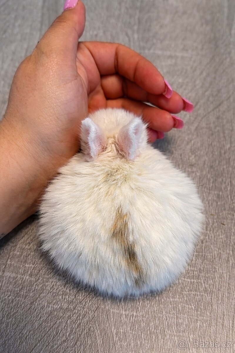 Teddy králíček - samec - 2