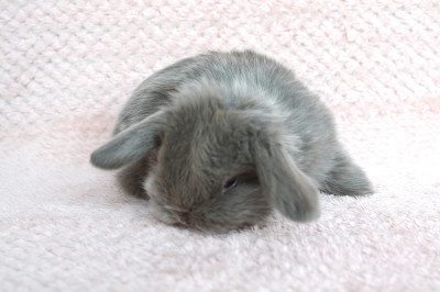 Sameček minilop Miky - 2