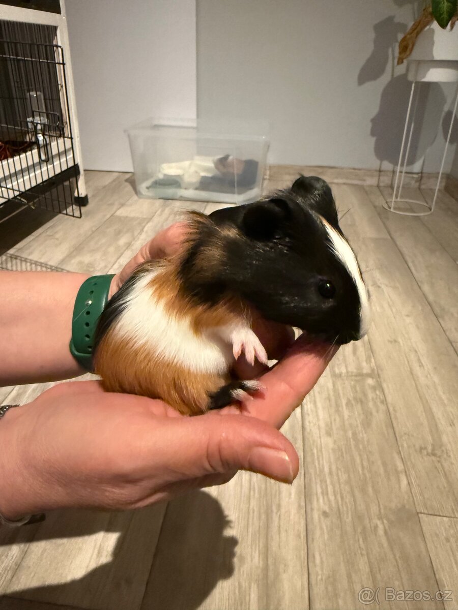 Morčátko na prodej - 2