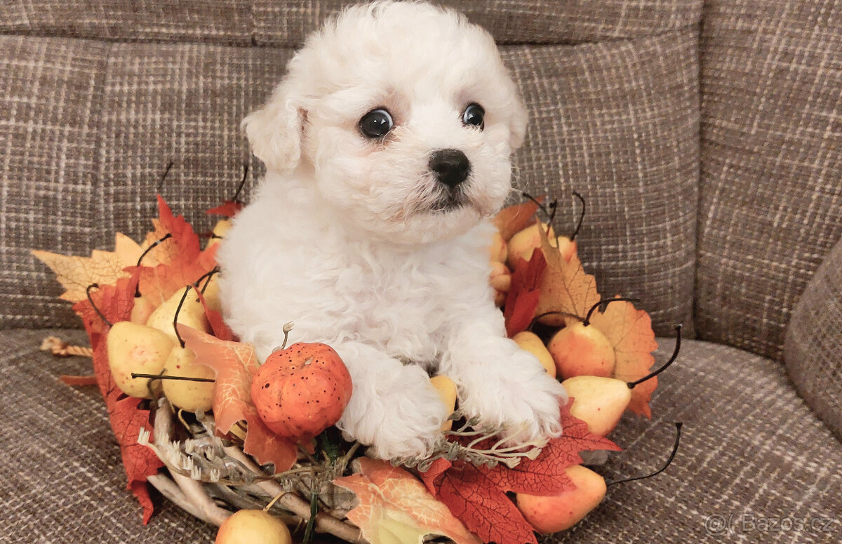Bišonek frisé s PP - 2