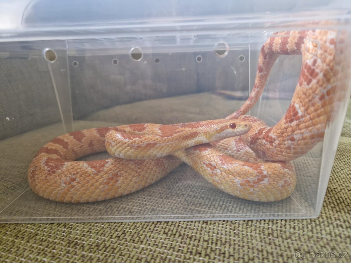 Užovka červená - 2