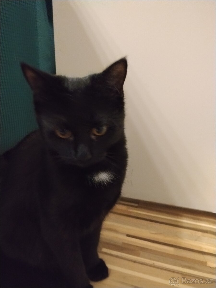 Daruji tuto nalezenou kočičí krásku - 2