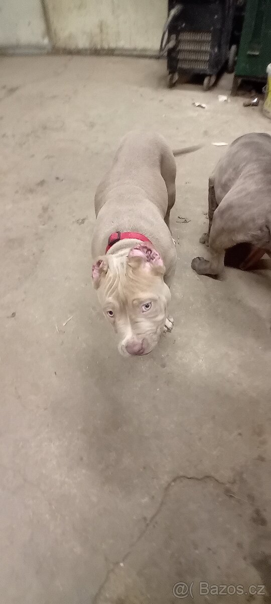 Roses Bully Chanel - 2