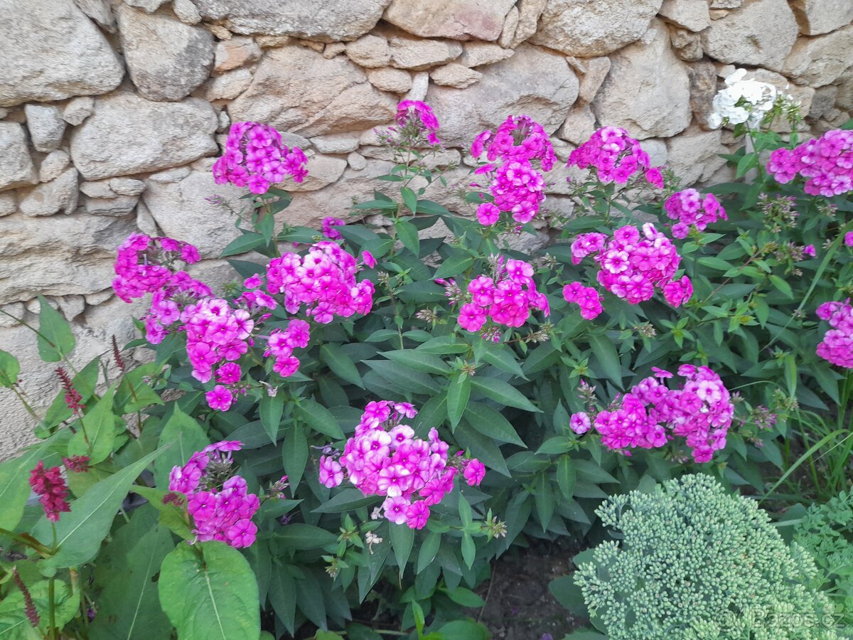 Floxy více kultivarů - 2