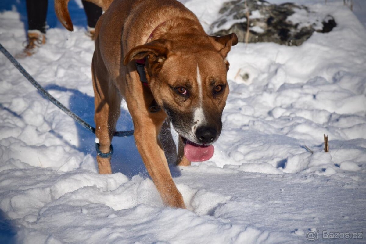 Kříženec Max hledá parťáka pro život - 2