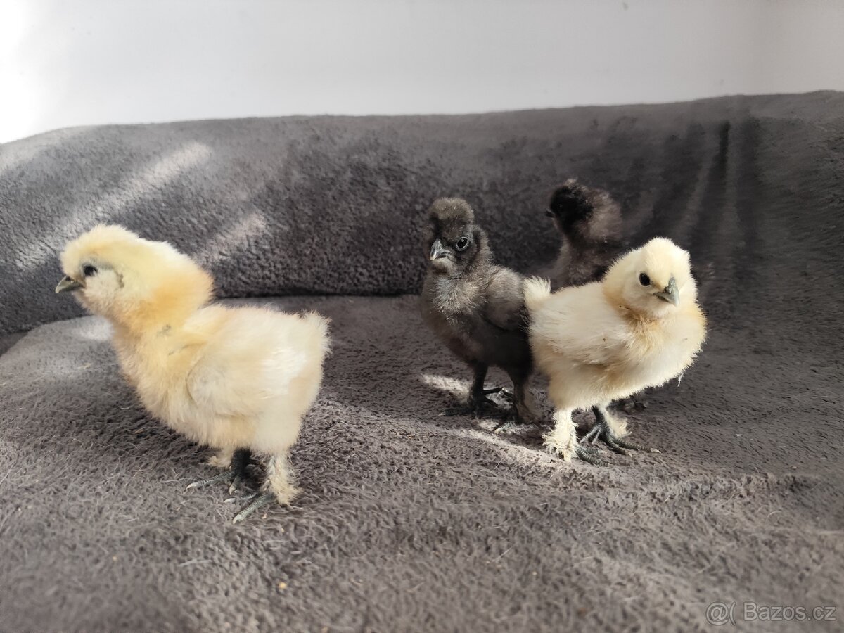 Hedvábnička EU velká - 2