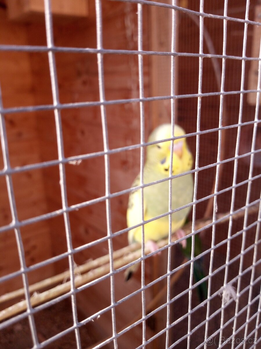 Prodám andulky. - 2