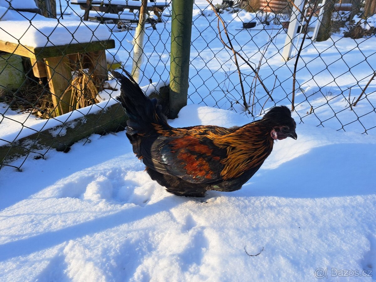 Kohout křížence hedvábničky - 2