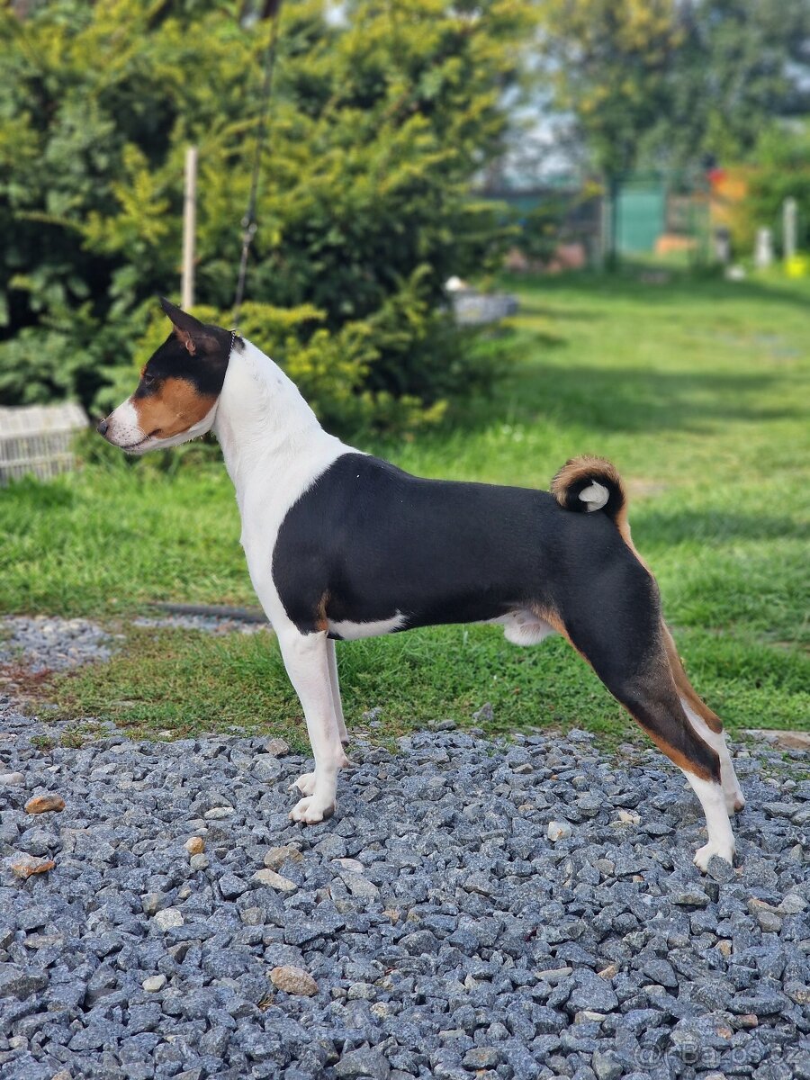 Basenji s PP - 2