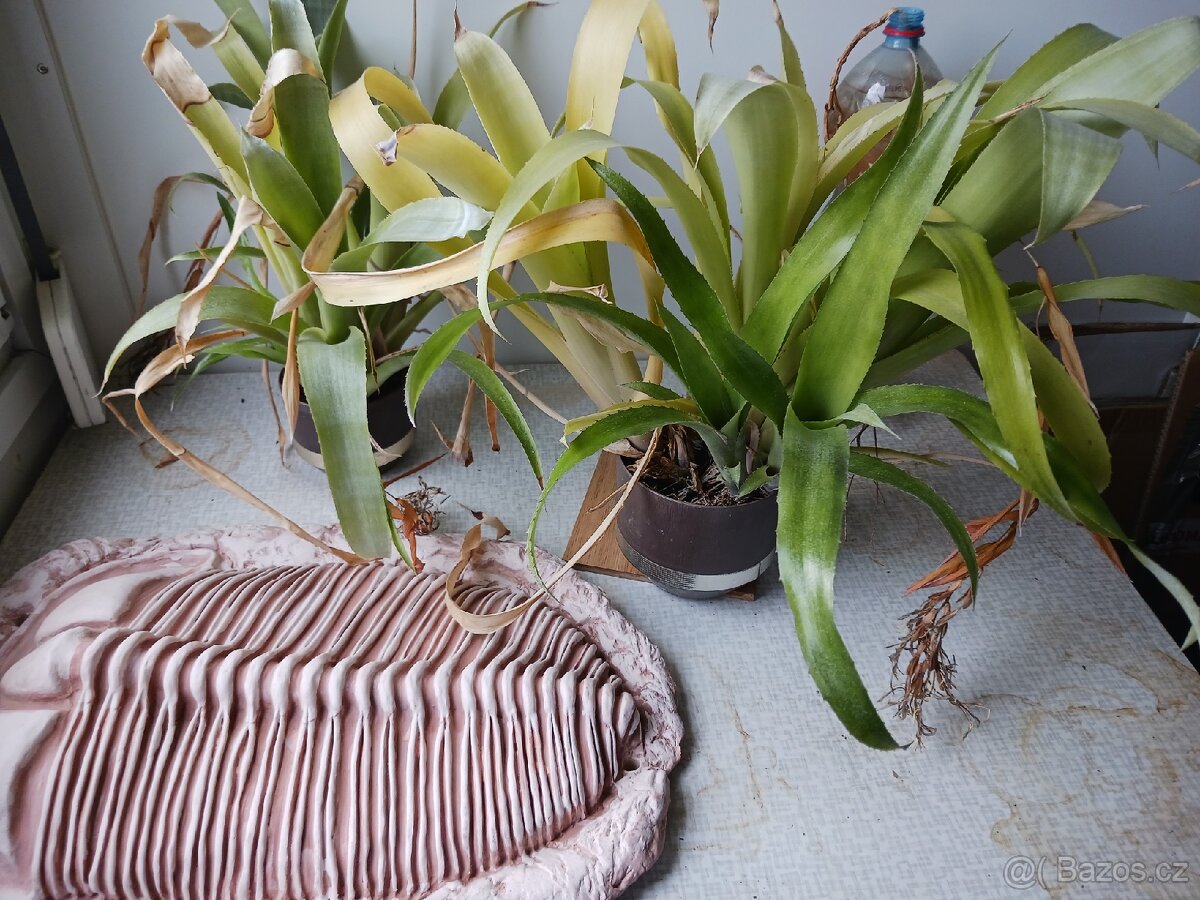 Květiny pokojové za odvoz - 2