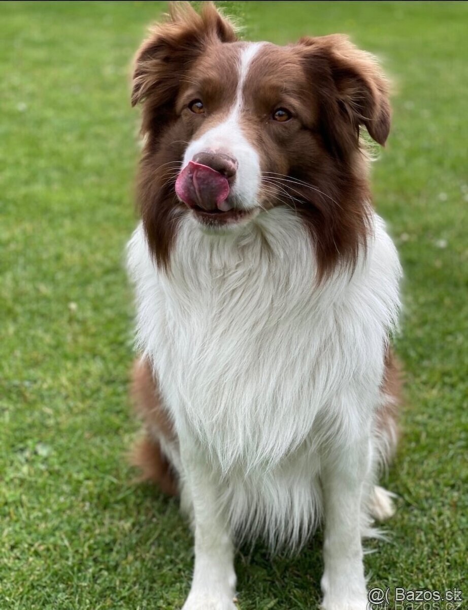 Border kolie pejsek ke kryti - 2