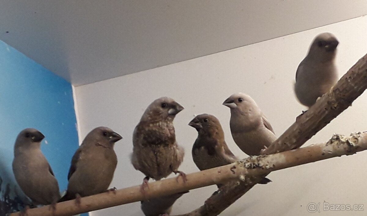 Chůvičky japonské - 2