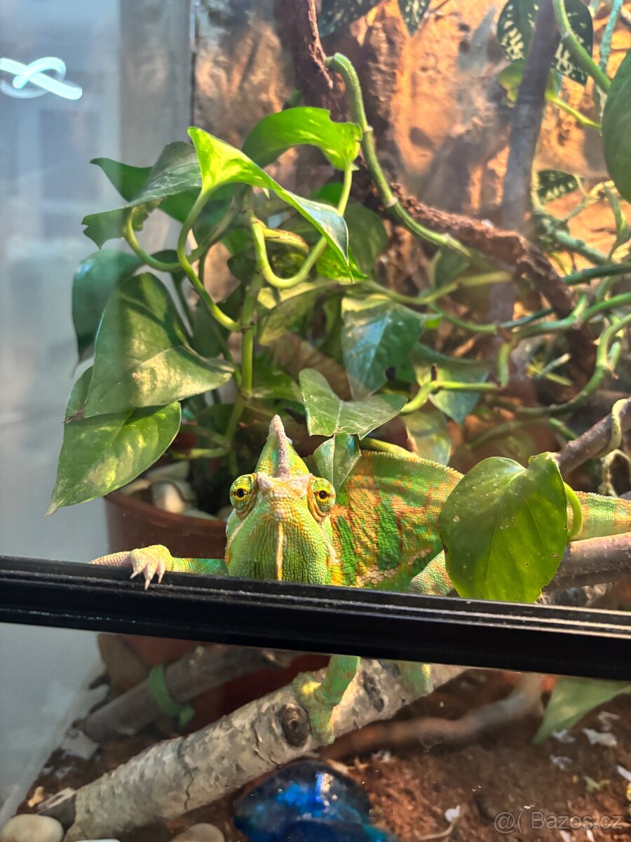 Chameleon s teráriem - 2