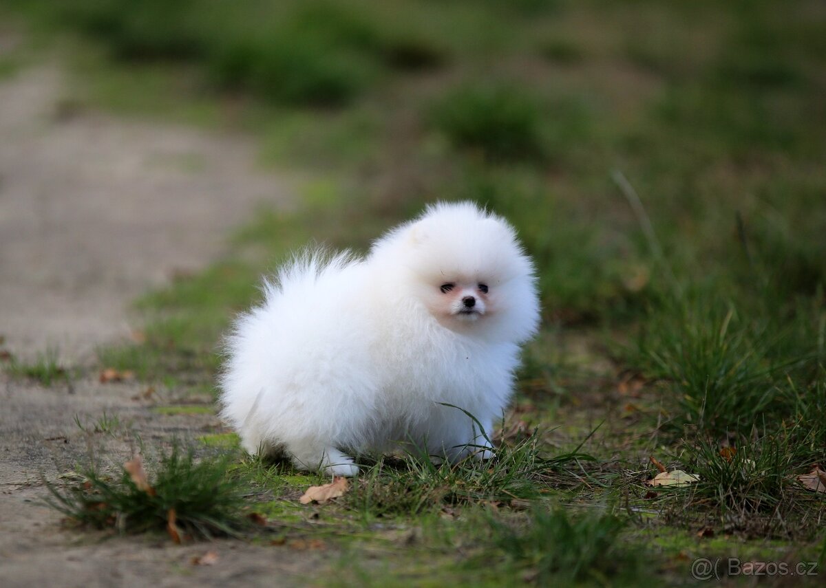 Pomeranian top class white - 2