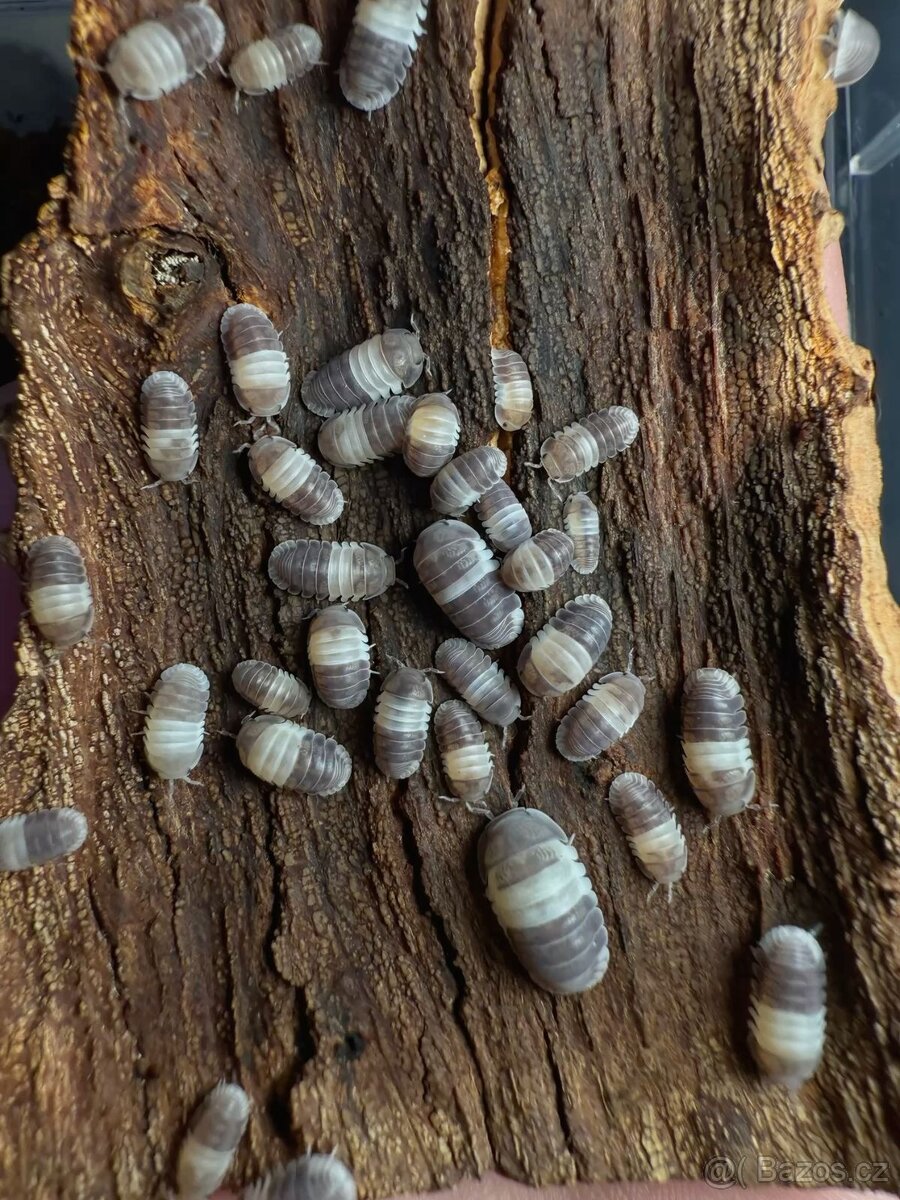 Stínky (isopody) - Cubaris panda king - 2