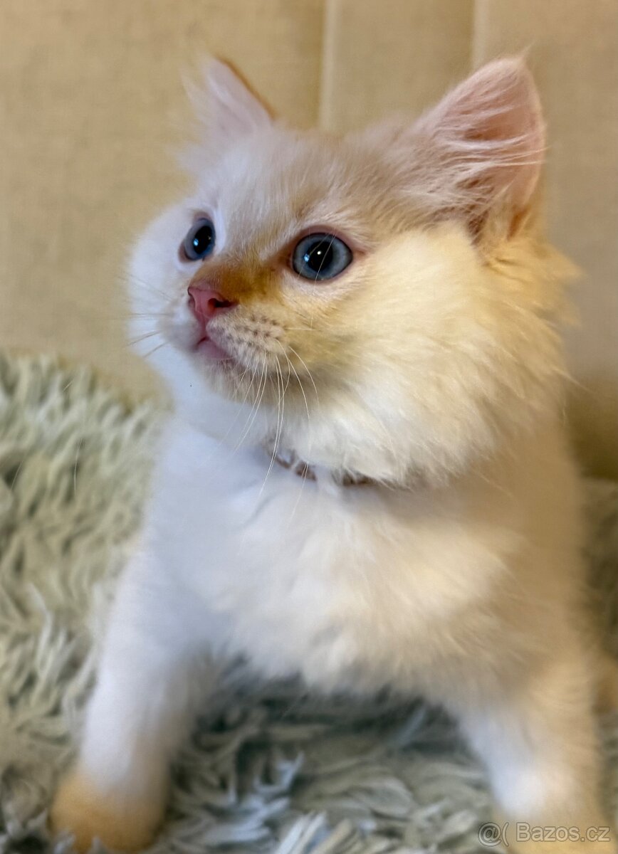 Ragdoll kocourek Imail - 2