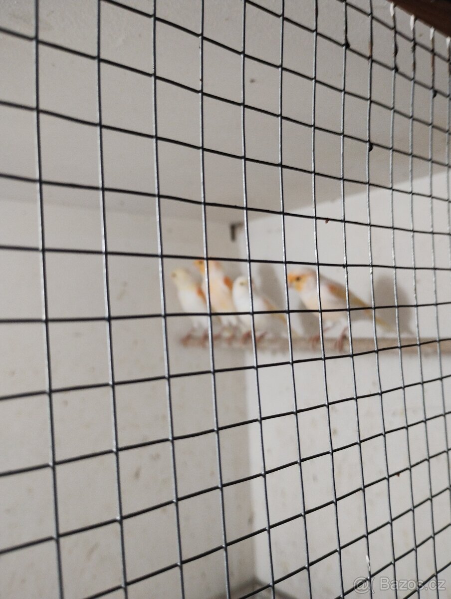 Kanár oranžová mozaika - 2