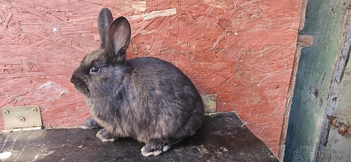 Kříženci Hyla& Vídeňský modrý - 2