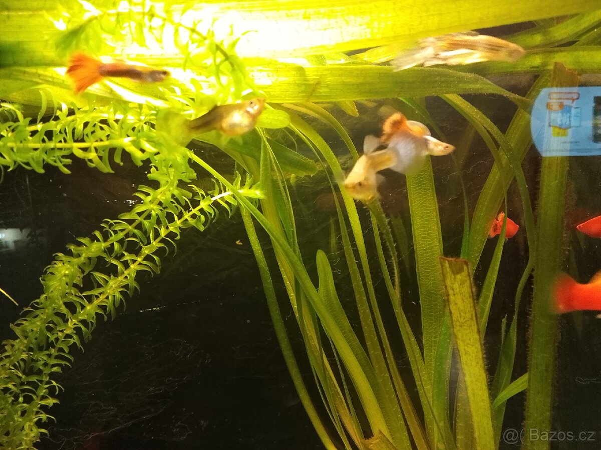 Paví očka a pancéřnicek - 2