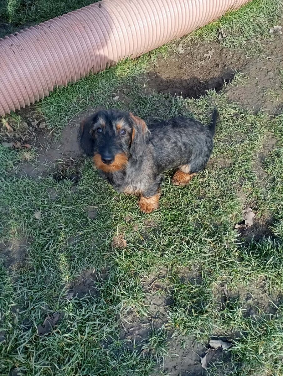 Jezevčík drsnosrstý - 2