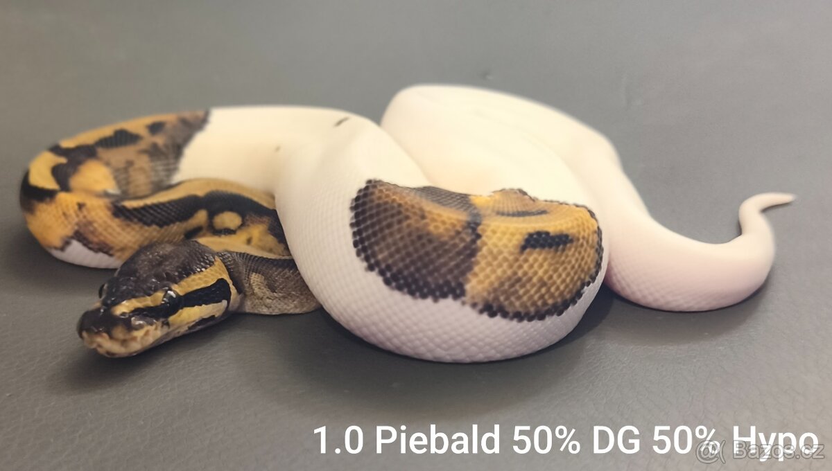 Krajta královská - 2