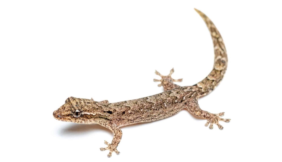 Gekon Panenský- Lepidodactylus Lugubris - 2
