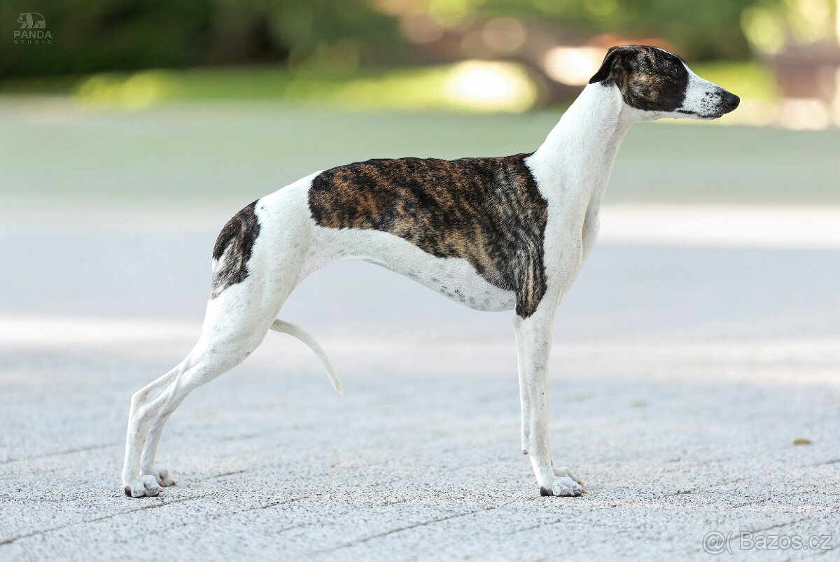 Chart angielski whippet FCI - 2