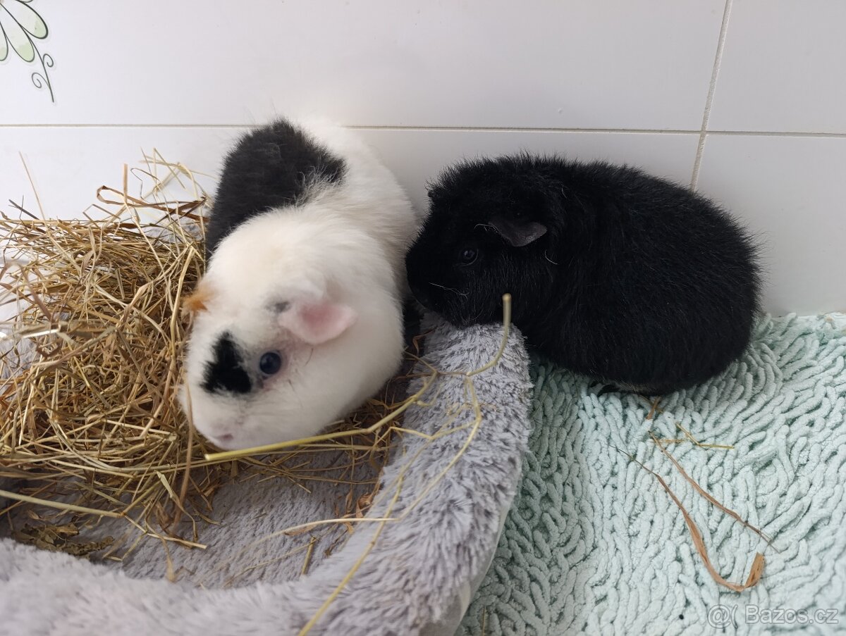 Morčátka samičky - 2