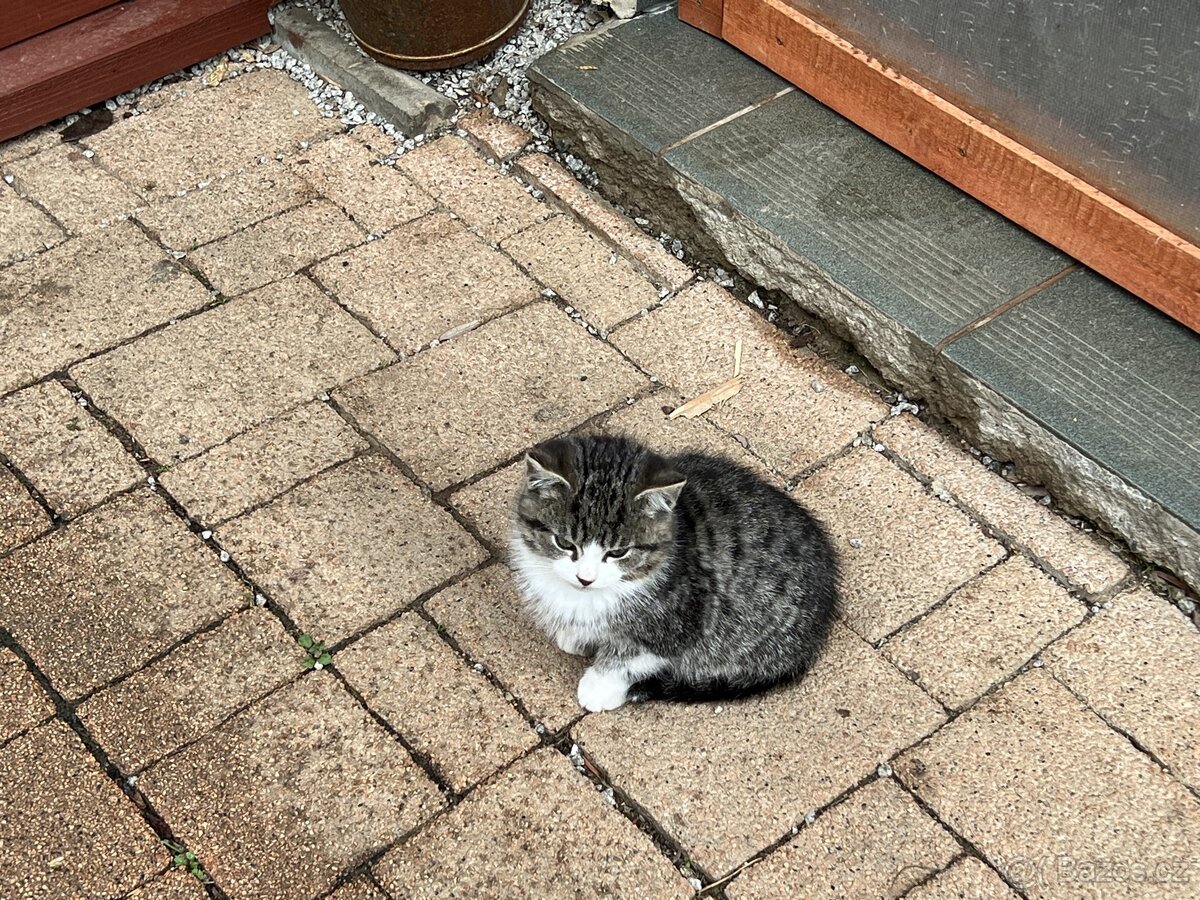 DARUJI KOŤÁTKA - 2