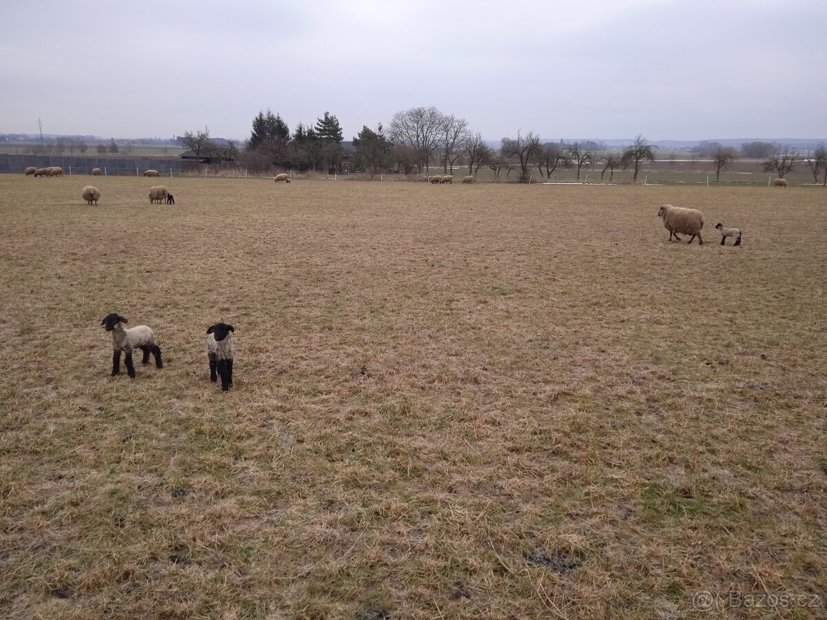 Prodám masná jehňata - 2