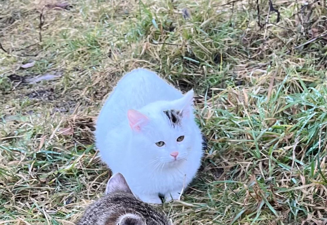 Hledáme domov pro kotě - 2